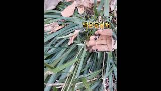 한겨울에도.잎이지지않는.맥문동#맥문동효능 #폐질환