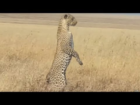 Leopard Standing up on her Hind Legs - Looking for her Cub !