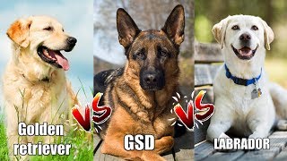 Labrador retriever vs German shepherd vs Golden retriever / in Hindi / dog vs dog