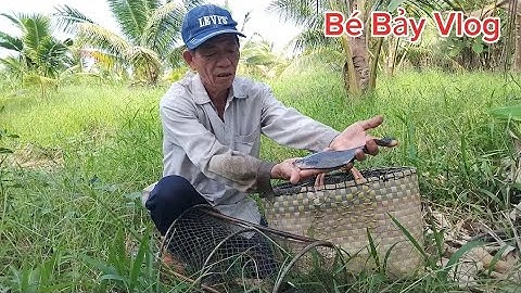 Thăm lờ dính toàn cá lóc với cá thác lác thôi cả nhà