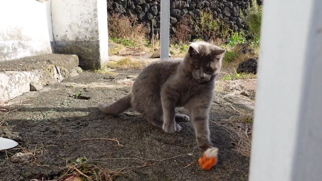 子猫にだけ まだ人気の Youtube