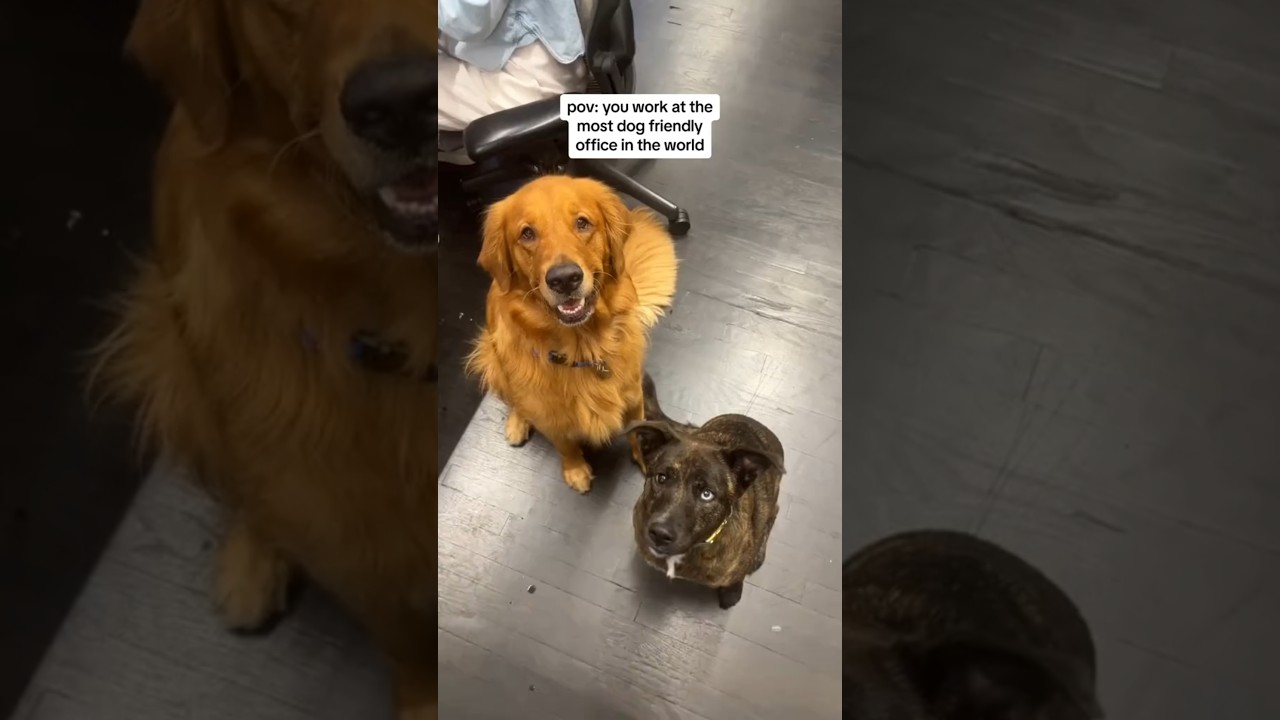 pov: you work at the most dog-friendly office in the whole world 