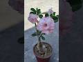 Care of grafted Adenium in May / June / Summer season #naturelovers #floweringplant