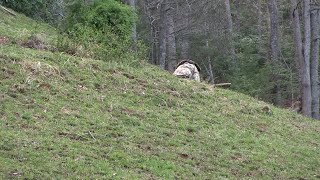 Scoot N Shoot Turkey Decoy Action - Turkey Hunting - East Tennessee