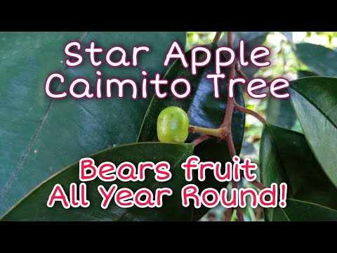 Video: Šta je zvjezdana jabuka: Saznajte više o uzgoju drveta Cainito