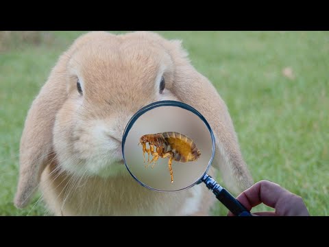 Video: Cómo Quitar Las Pulgas De Un Conejo