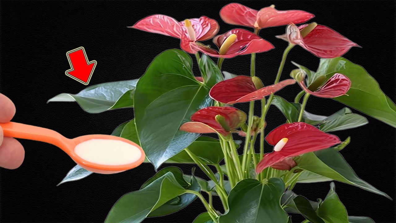 Just 1 Spoon! Anthuriums Grow Fast And Bloom Like Never Before YouTube