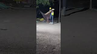 day 74 practice session 🏏🏏❤️#cricket #ispl #cricketlover #viral #youtube #youtubeshorts