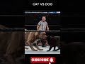 Cat Vs Dog Fight Dog Wins Catsvsdogs