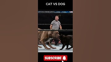 Cat Vs. Dog Fight (Dog wins) #catsvsdogs