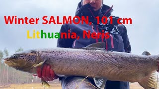 Žieminė lašišų žvejyba 2023 / Winter Salmon and Sea Trout fishing in Lithuania, Neris