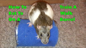 How to Train a Rat to Walk on a Barrel - Audio tutorial