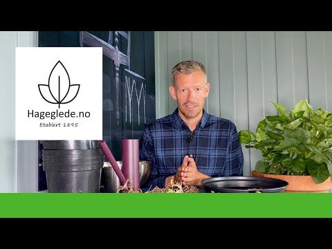 Video: Dahlia Plantepleie: Hvordan plante georginer i hagen