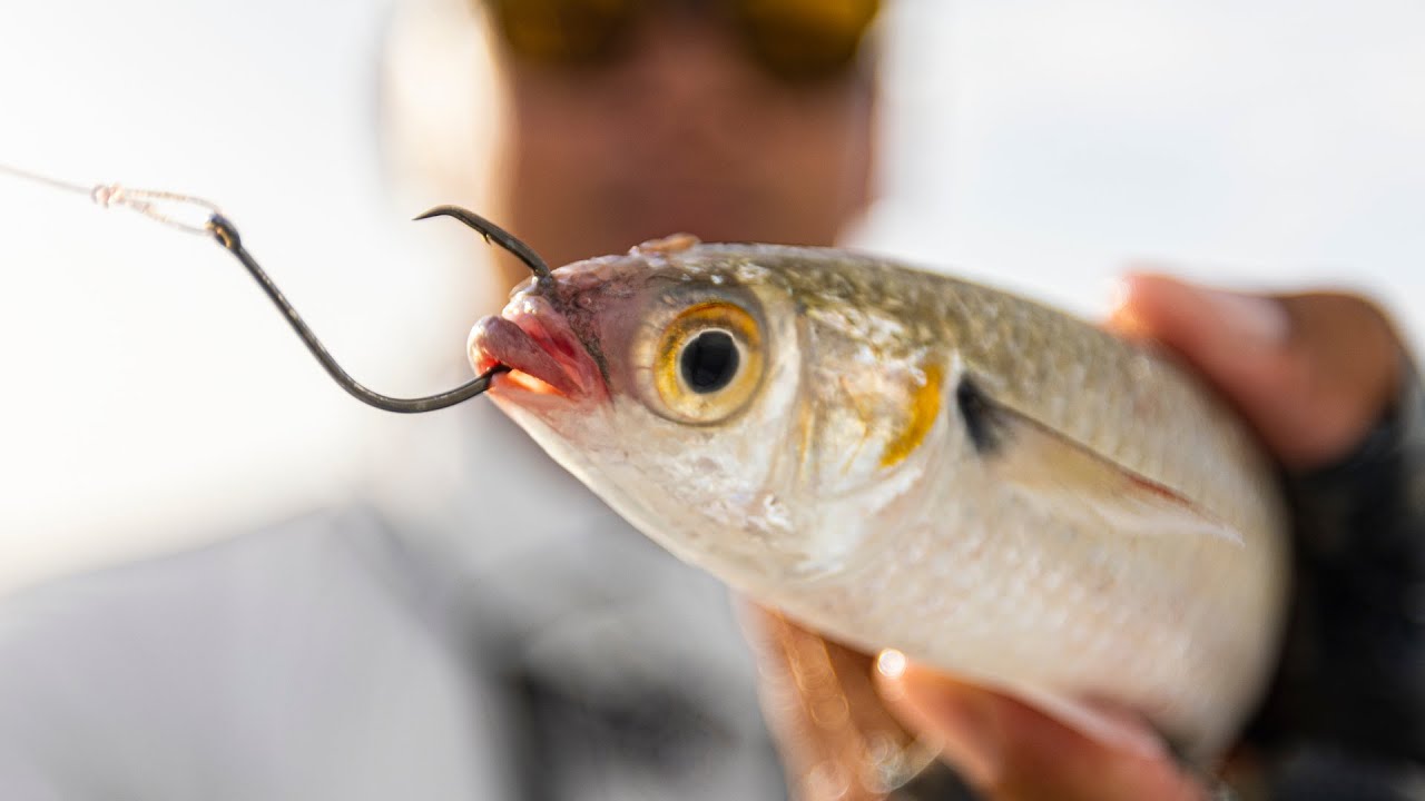 Using Live Bait on The Flats for Giant Saltwater Fish 