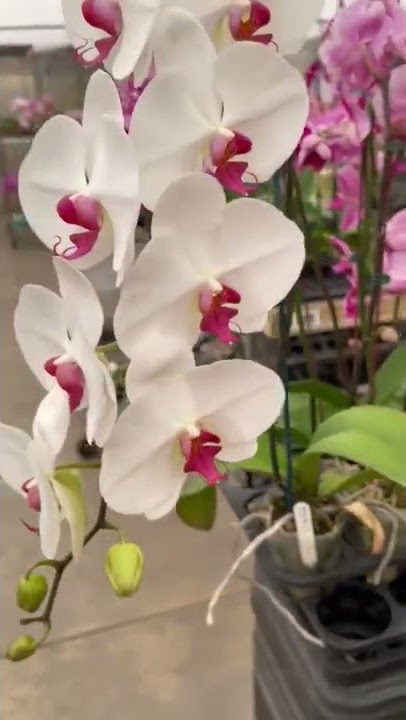 Norman's Orchids - YouTube