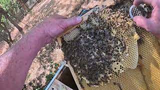 LAYENS HIVE-3 - HELLO NEW QUEEN #beeswarm #layens #swarmtrap #bee #beekeeper #beehive #savethebees