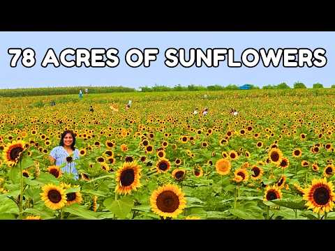 Stunning Sunflower Fields You MUST Visit This Summer| Less than an Hour from DC - Burnside Farms