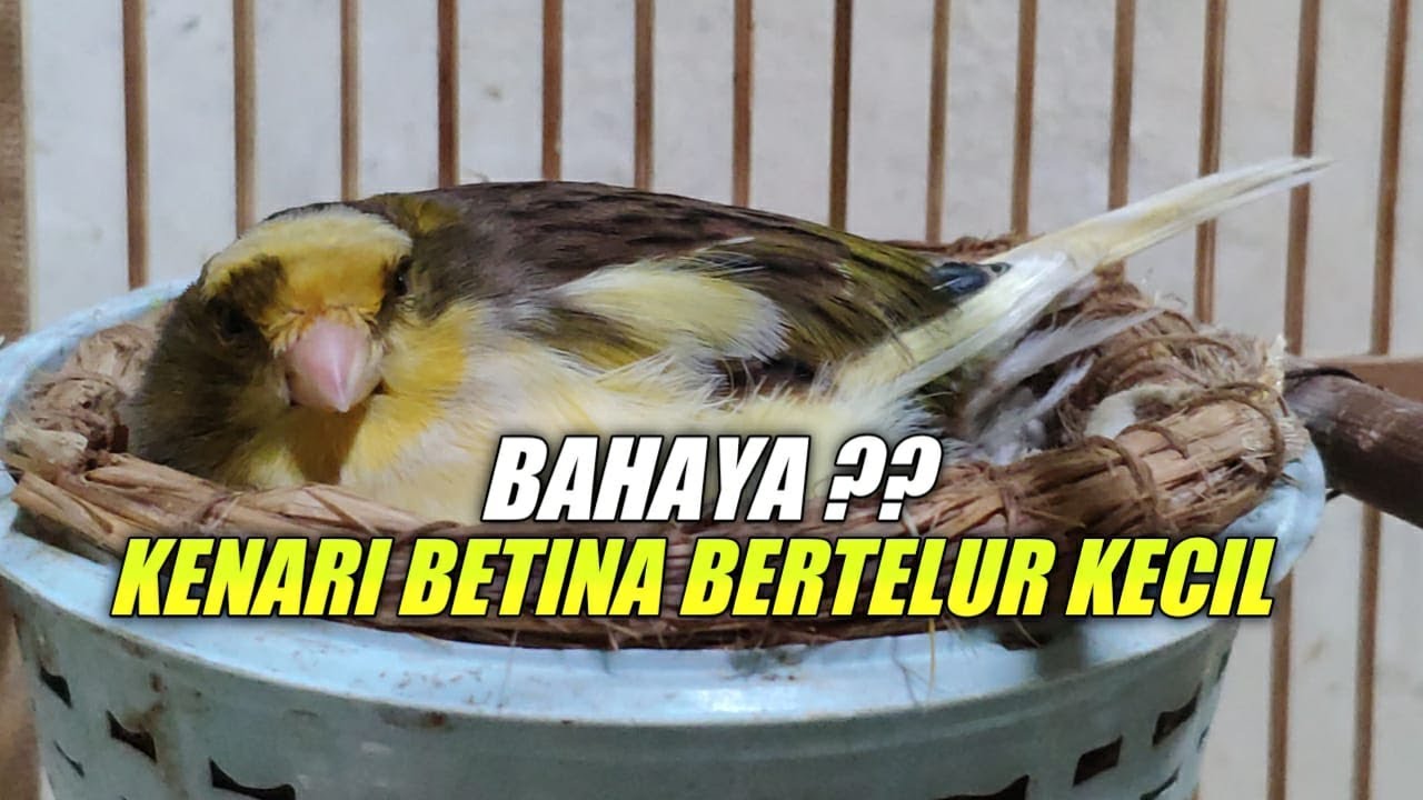 gagal panen kenari betina bertelur kecil atau telur cicak