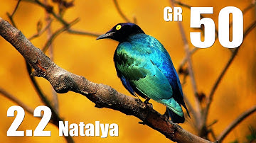 Diablo III - Demon Hunter - Greater Rift 50 - Natalya 2.2