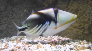 Humu Rectangle Triggerfish