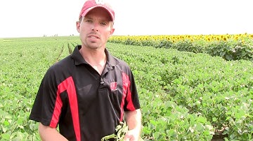 Brown Stem Rot in Soybean