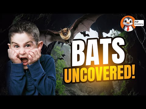 What are Bats