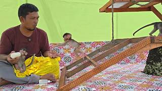 Amazing Baby Monkey Missy Starts Jumping Imitating Locky And Milo