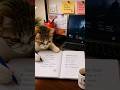 Billi padh rahi hai… tu kab shuru karega? ,😲 #study #motivation #cat #cute