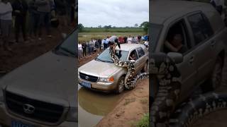 Famous Man is fighting with giant python but everyone around just stands and watches #humongous #snake Profile