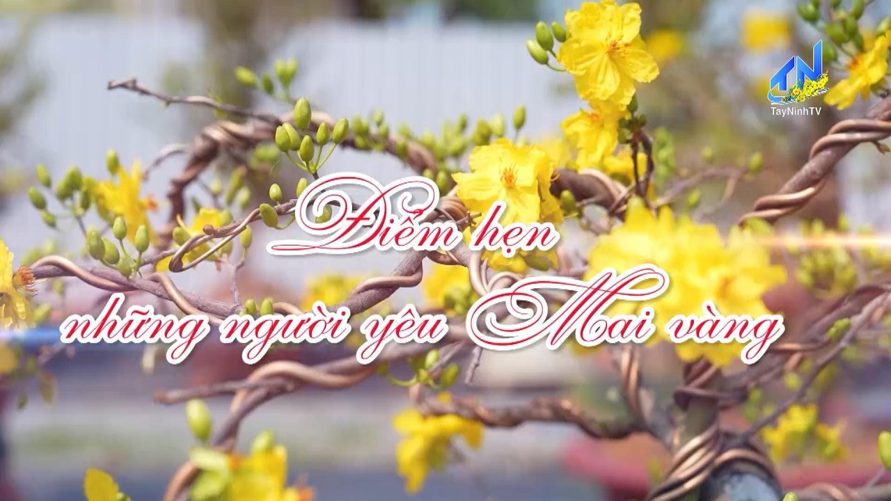 Điểm hẹn những người yêu mai vàng