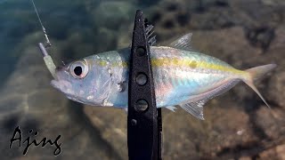 : Killer softbait for mackerel & snapper / AjingGame / Super Ultralight Set up - FishinVlog #58