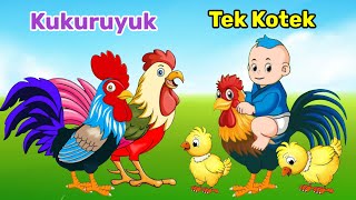 Ayam Lucu Tek Kotek Kotek Dan Kukuruyuk Ayam Berkokok - Lagu Anak Anak