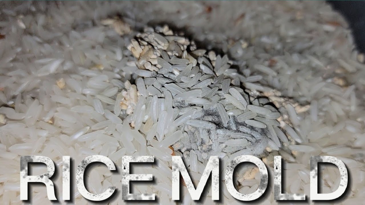 Eww! RICE MOLD 😱 I bought rice with mold! YouTube