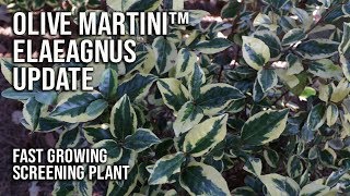 Olive Martini™ Elaeagnus Update / Golden Screening Plant🌿