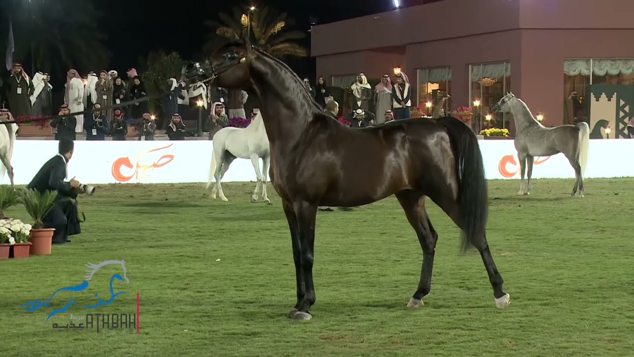 العرض الدولي السابع لجمال الخيل العربية الأصيلة - ديراب 2024