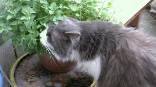 Kyoko And Lisa With The Catnip Bush
