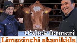 O'zbek chorvadori Limuzin ona sigirlar va Simmental buqalar fermasida #idealagrar #simmental #bayern