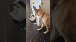 cat slap #funny #cats #failgag #pets #hilariousfails #cute