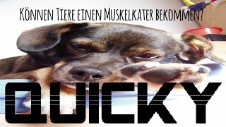 Können auch Tiere einen Muskelkater bekommen? ☀ QUICKY TIME ☀ HD