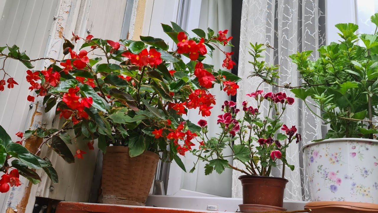 Özel Türler İle Hatice Hanım'ın Bahçesinde Bir Çiçek Turu