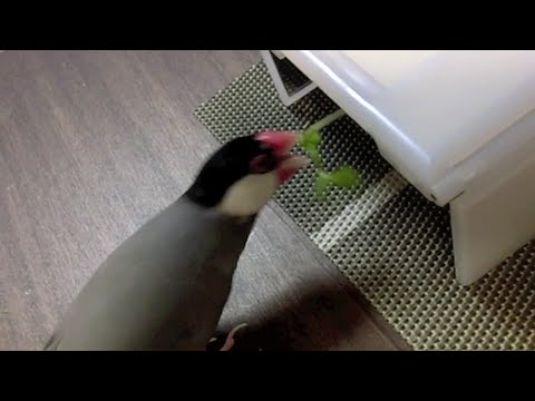 桜文鳥ほーちゃん 豆苗と戦う！？ 文鳥動画