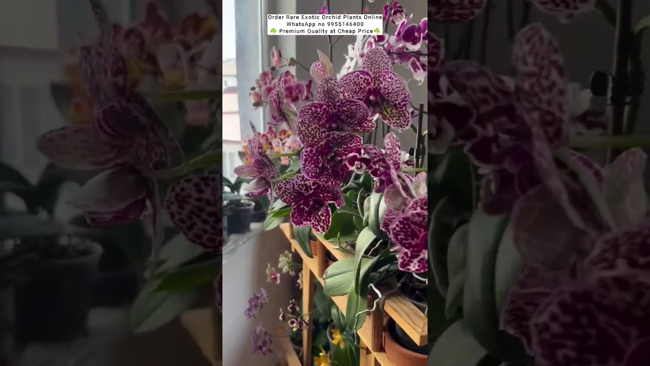 Buy Premium Quality Orchid Plants Onlyn #orchidcare #orchids #flowers #plants #garden #phalaenopsis