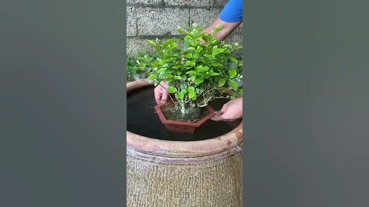 #好一朵茉莉花 #茉莉 #集結吧光合創作者 這樣給茉莉花澆水，#shorts - 天天要聞
