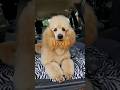 TOP 10 that love fruit #dog #viral