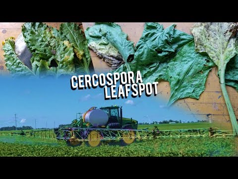วีดีโอ: Cercospora Spot On Beets: การรักษาหัวบีทด้วย Cercospora Spot