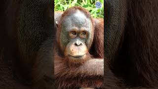 Download Lagu Budi The Orangutan Looks Deep in Thought MP3 Download Lagu Budi The Orangutan Looks Deep in Thought MP3