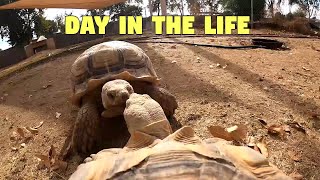 Day In The Life Of Linus! The 7 Year Old Sulcata Tortoise (Uncut)