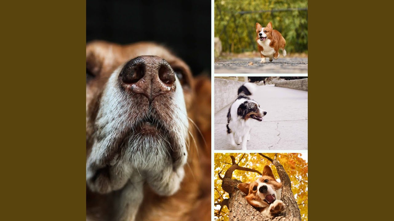 Smart Backdrops for The Sweetest Dogs