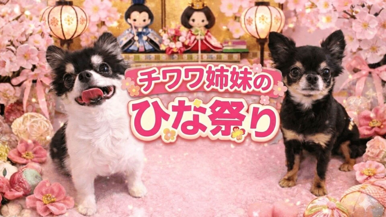 【チワワ】娘たちのひな祭り✨ケーキでお祝い#チワワ#ひな祭り#可愛い動画#ほのぼの動画