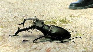 Video thumbnail of "Gorilla - Stag Beetle Invasion"